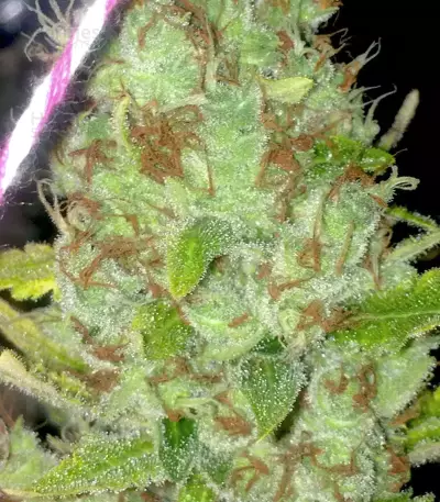 Purple Haze (G13 Labs)