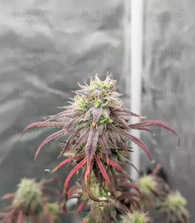 Purple Tropicana Cookies Seeds (Seedkeepers)