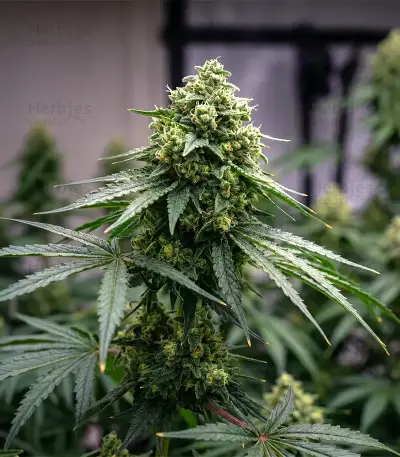 Sativa Dream Seeds
