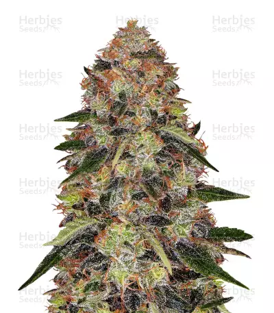 Shiskaberry Feminized Seeds (Barney’s Farm)