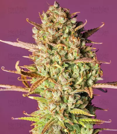 Strawberry Pie Seeds