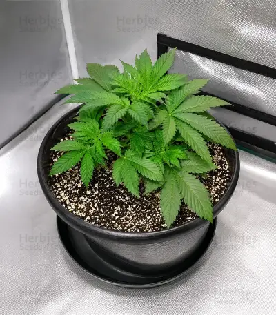 Super OG Kush Seeds