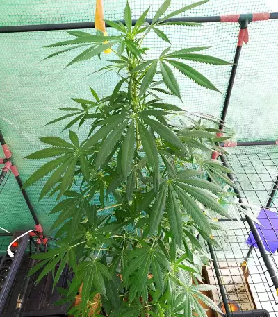 Tropicanna Poison F1 Fast Version Feminized Seeds (Sweet Seeds)