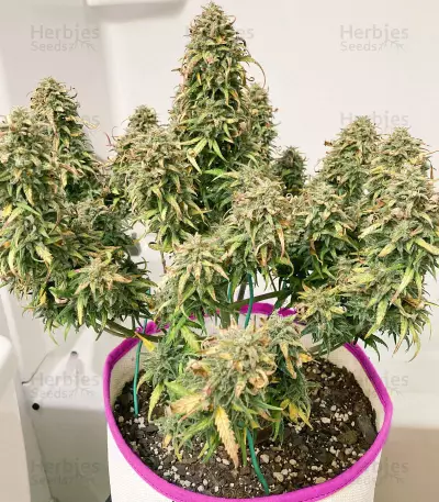 Semi femminizzati originali Trainwreck Auto