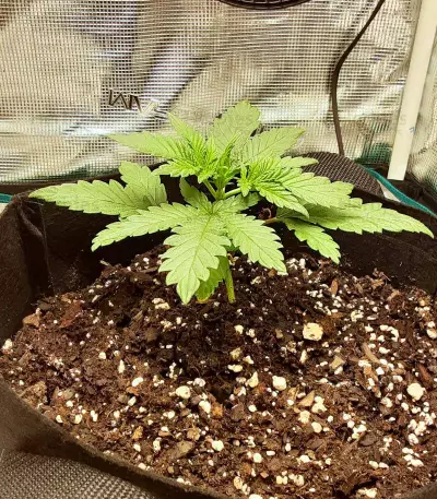 Tropicanna Banana cannabis strain