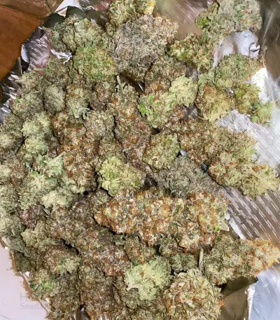 White Rhino (Herbies Seeds)