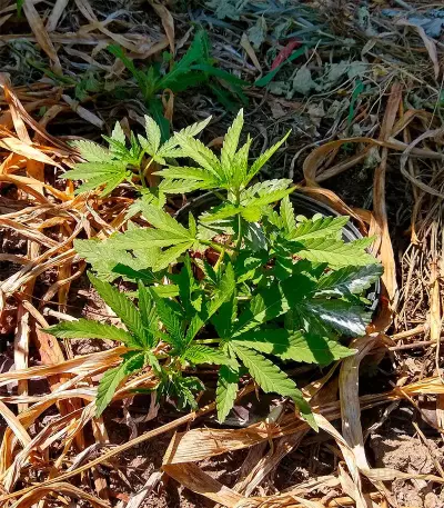 Hindu Kush Auto