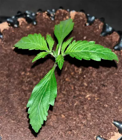 Jack Herer Autoflower (Herbies Seeds)