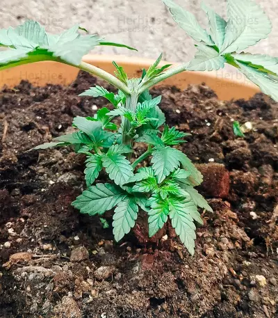 Moby Dick strain seeds
