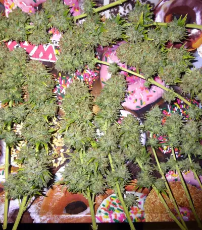 Stinkin' Bishop (Cheese XXL) (Original Sensible Seeds) feminized seeds