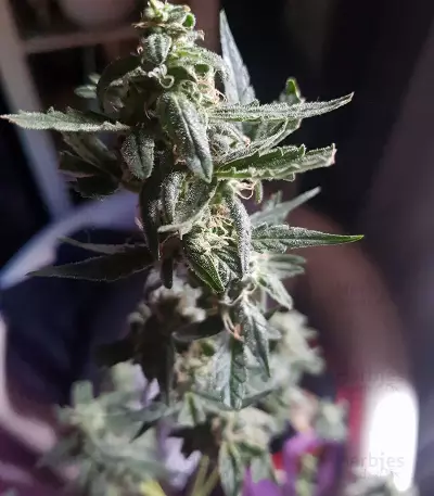 Amphetamine Auto (Cream of the Crop Seeds)