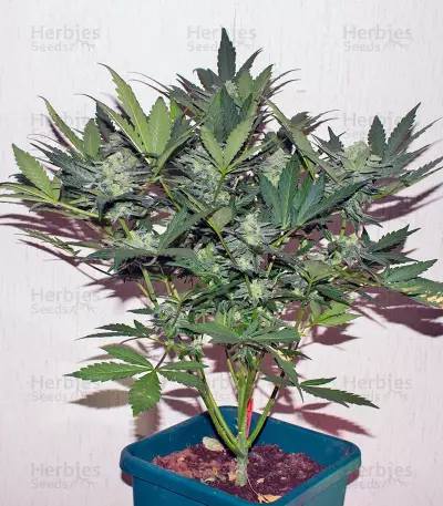 Sweet Skunk Auto (Sweet Seeds)