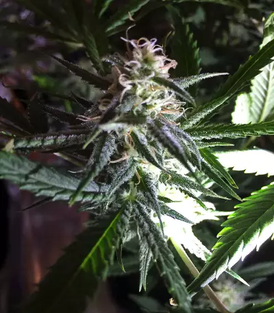 60 Day Lemon Autoflower (DNA Genetics)
