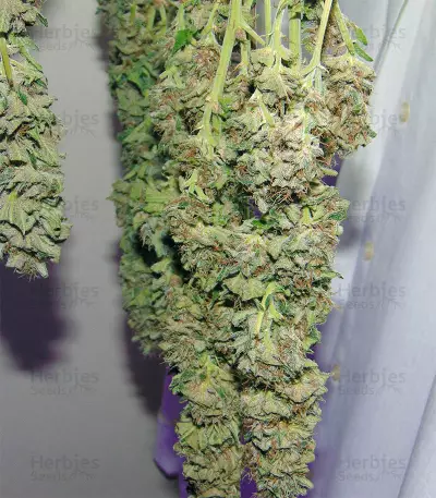 Ayahuasca Purple