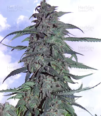 Auto AK XXL strain