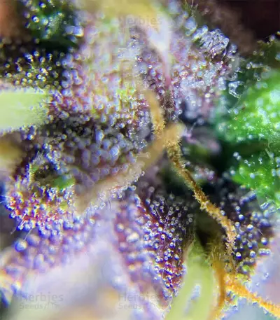 Auto Purple (Original Sensible Seeds)