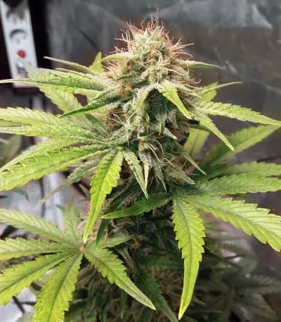 CBD Lemon Potion Auto Seeds