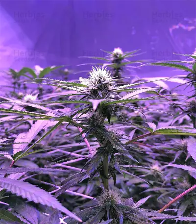 Graines de cannabis Chem Berry D regular (Dark Horse Genetics)