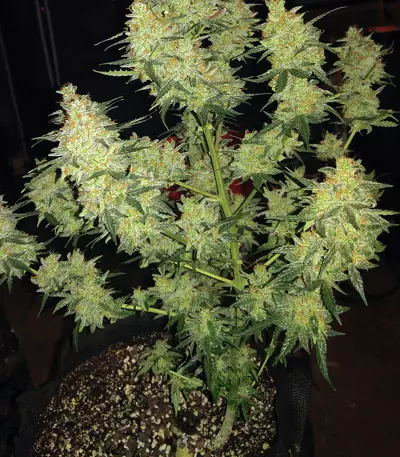 Semi femminizzati Cherry Bomb Auto