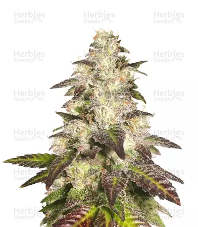 Cookie OX (Rare Dankness Seeds)