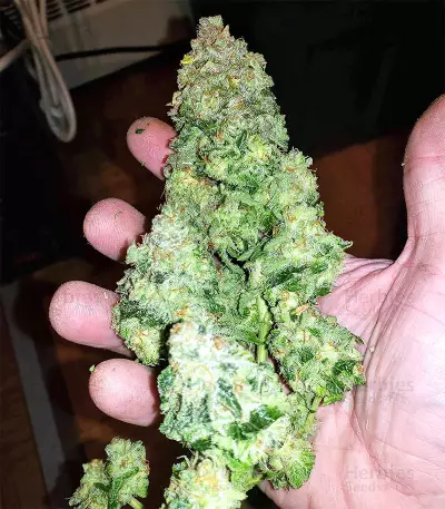 Critical Seeds