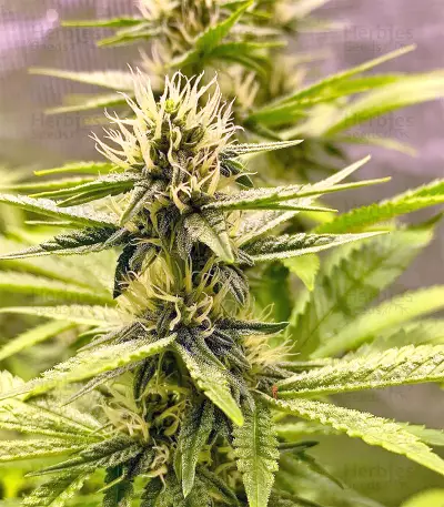 Dark Ghost Train Seeds