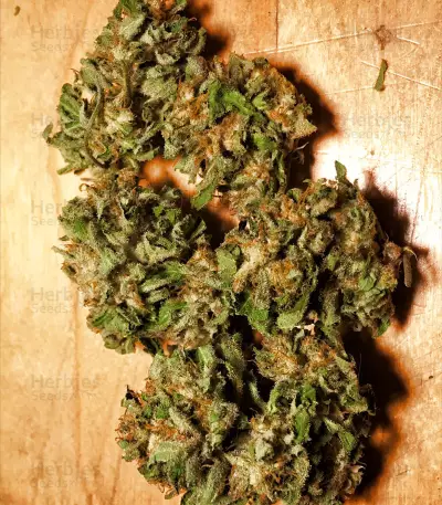 Early Bird Skunk feminized seeds