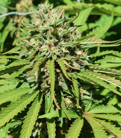 Early Bubba Hash Seeds