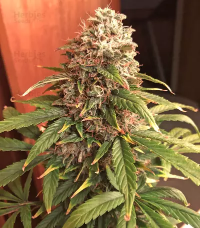 Ese T. Bilbo Auto Seeds