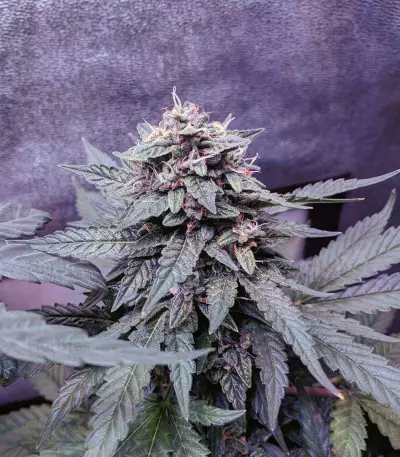 Fantasmo Express Auto Seeds