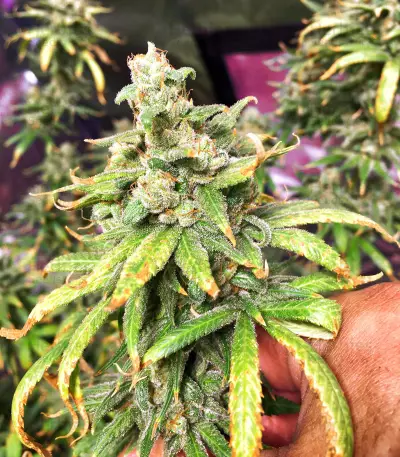 Four-Way Regular seeds