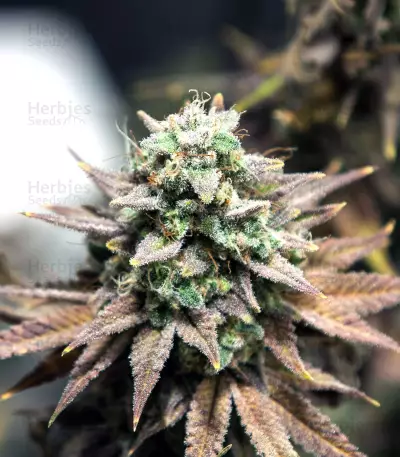 Gelato Seeds