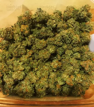 Gelato 33 feminized seeds (Advanced Seeds)