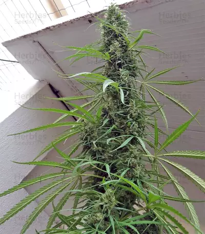 Golden Tiger Regular seeds