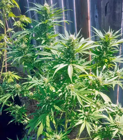 Green Crack (Humboldt Seeds Organization)