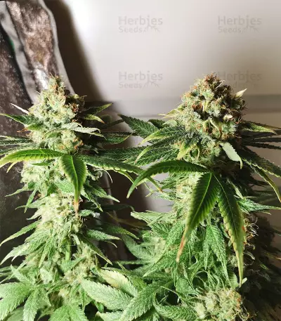 Graines de cannabis Kritikal Bilbo CBD (Genehtik Seeds)