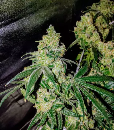 Laughing Buddha feminized seeds