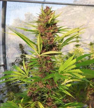 Malawi x PCK (Ace Seeds)