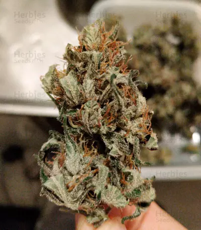 Mandarin Haze Auto (Ministry Of Cannabis)
