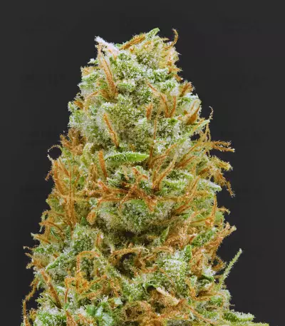 Mango Haze Regular seeds