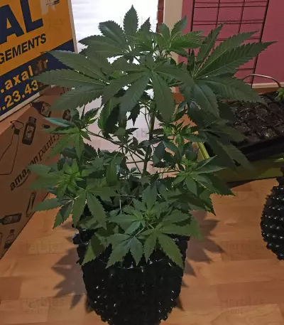 Master Kush Seeds (White Label Seed Company)