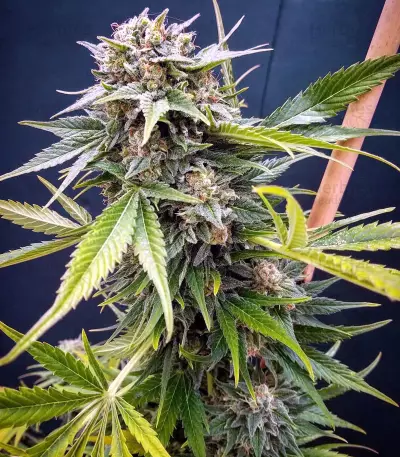 Shark Shock Seeds