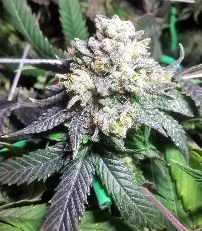 Sherbet (Seedstockers)