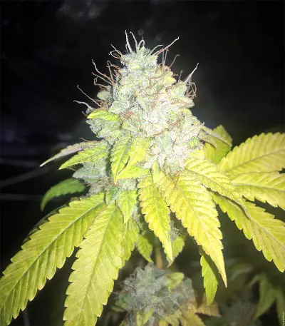 Sour Kosher (DNA Genetics)