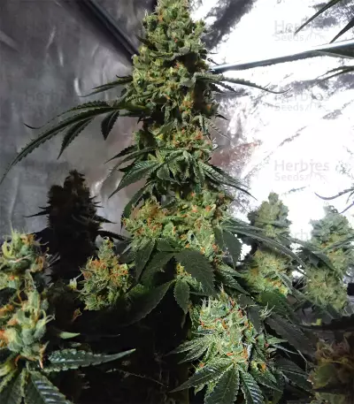 Graines de cannabis Sour Tangie (Reserva Privada)
