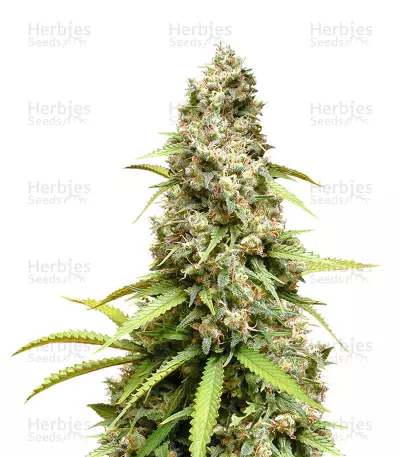 South Mountain Cheese (Xtreme Seeds)