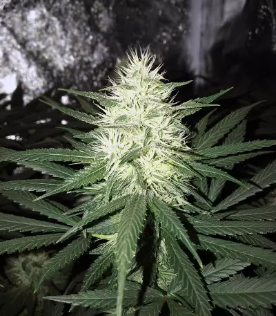 Semi femminizzati di Strawberry Fields
