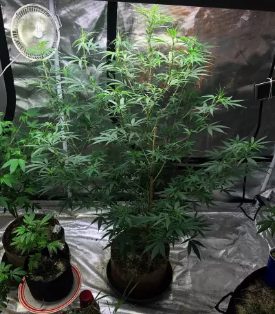 JillyBean Seeds