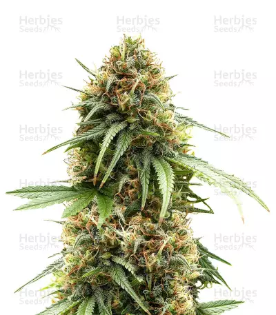 Buy The Cure Regular seeds