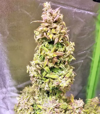 The White Train Auto Seeds